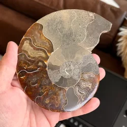 Unik Poleret Ammonit Fossil 12,2 x 10,1 cm  ldgammel Skat til Dekoration &amp; Healing (K)