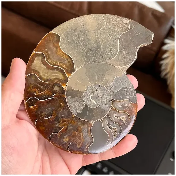 Unik Poleret Ammonit Fossil 12,2 x 10,1 cm  ldgammel Skat til Dekoration &amp; Healing (K)
