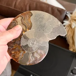 Unik Poleret Ammonit Fossil 12,2 x 10,1 cm  ldgammel Skat til Dekoration &amp; Healing (K)