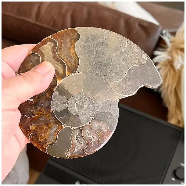 Unik Poleret Ammonit Fossil 12,2 x 10,1 cm  ldgammel Skat til Dekoration &amp; Healing (K)