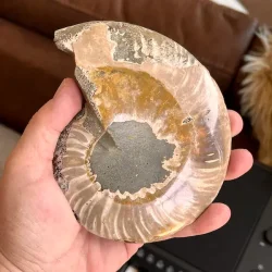 Unik Poleret Ammonit Fossil 12,2 x 10,1 cm  ldgammel Skat til Dekoration &amp; Healing (K)