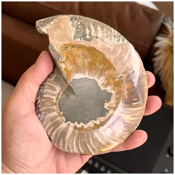 Unik Poleret Ammonit Fossil 12,2 x 10,1 cm  ldgammel Skat til Dekoration &amp; Healing (K)