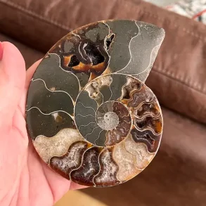 Unik Ammonit Fossil � Naturlig Spiralenergi � 11 x 9 cm