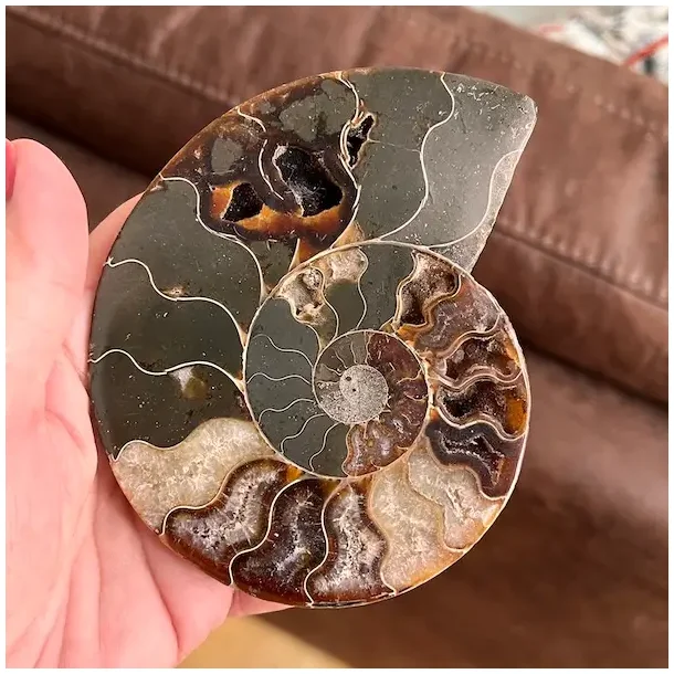 Unik Ammonit Fossil � Naturlig Spiralenergi � 11 x 9 cm