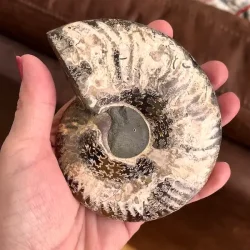 Unik Ammonit Fossil � Naturlig Spiralenergi � 11 x 9 cm