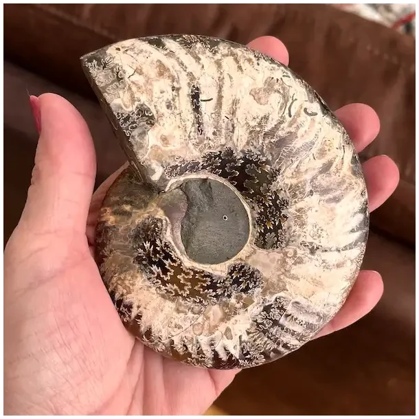 Unik Ammonit Fossil � Naturlig Spiralenergi � 11 x 9 cm
