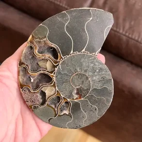 Unik Ammonit Fossil � Naturlig Spiralenergi � 11,2 x 9,2 cm