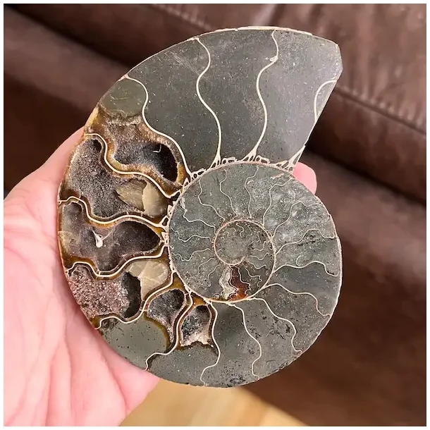 Unik Ammonit Fossil � Naturlig Spiralenergi � 11,2 x 9,2 cm