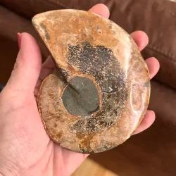 Unik Ammonit Fossil � Naturlig Spiralenergi � 11,2 x 9,2 cm