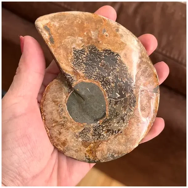 Unik Ammonit Fossil � Naturlig Spiralenergi � 11,2 x 9,2 cm