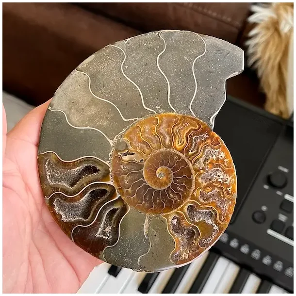 Unik Poleret Ammonit Fossil 12,8 x 11 cm  ldgammel Skat til Dekoration &amp; Healing (B)