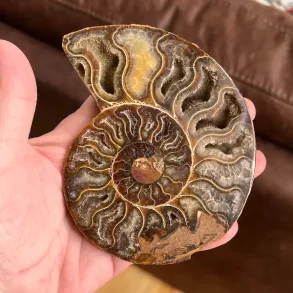 Unik Ammonit Fossil � Naturlig Spiralenergi � 11 x 9 cm