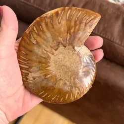Unik Ammonit Fossil � Naturlig Spiralenergi � 11 x 9 cm