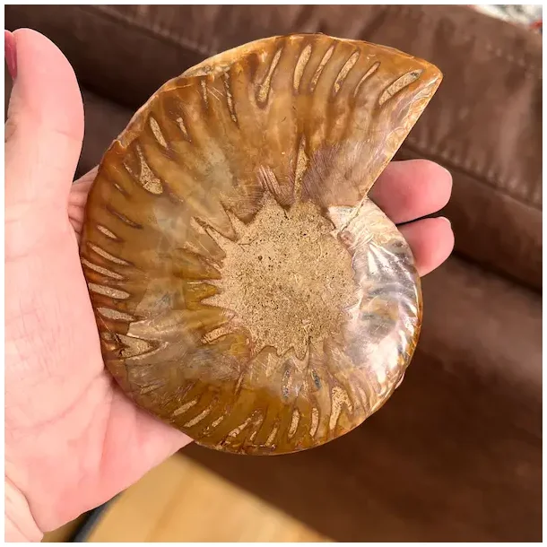 Unik Ammonit Fossil � Naturlig Spiralenergi � 11 x 9 cm