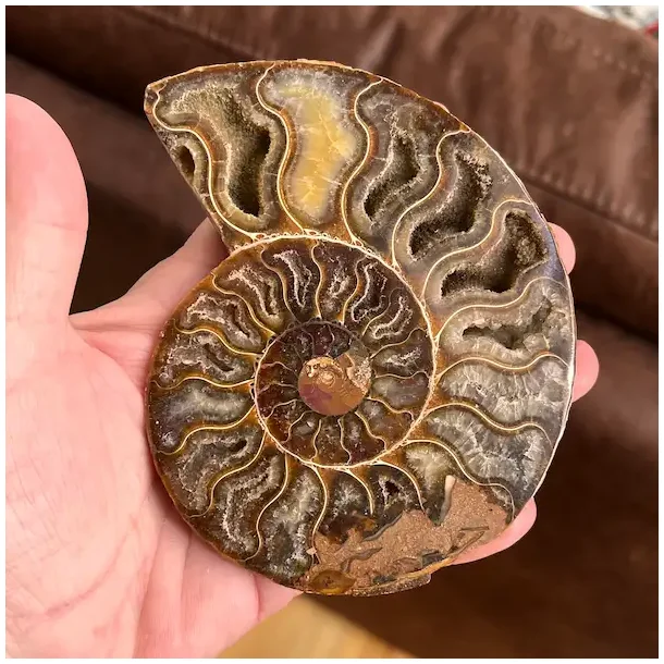 Unik Ammonit Fossil � Naturlig Spiralenergi � 11,8 x 9,6 cm