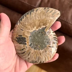 Unik Ammonit Fossil � Naturlig Spiralenergi � 11 x 8,7 cm