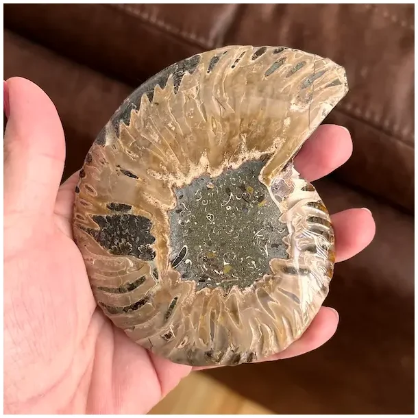 Unik Ammonit Fossil � Naturlig Spiralenergi � 11 x 8,7 cm