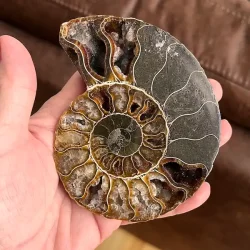 Unik Ammonit Fossil � Naturlig Spiralenergi � 11 x 8,7 cm