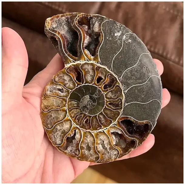 Unik Ammonit Fossil � Naturlig Spiralenergi � 11 x 8,7 cm
