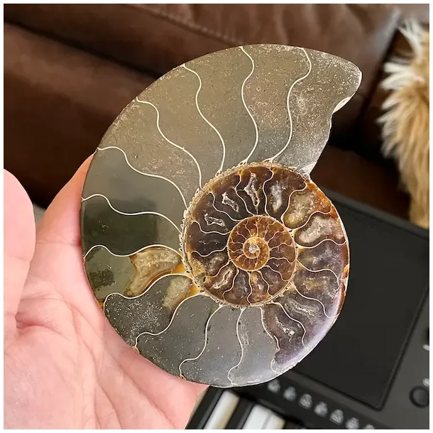 Unik Poleret Ammonit Fossil 12,5 x 9,2 cm  ldgammel Skat til Dekoration &amp; Healing (D)