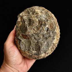 Stor �gte ammonit fossil med markante kamre og smuk spiralstruktur. Et fascinerende samlerfossil fra fortidens have.