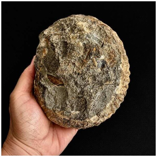 Stor �gte ammonit fossil med markante kamre og smuk spiralstruktur. Et fascinerende samlerfossil fra fortidens have.