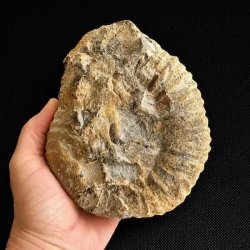 Bagside af ammonit fossil fra Madagaskar med synlige fossile kamre, naturlige m�nstre og unikke geologiske formationer.