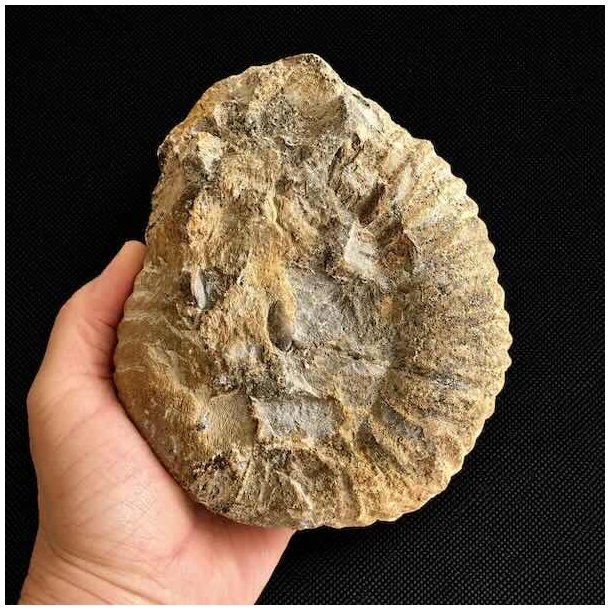 Bagside af ammonit fossil fra Madagaskar med synlige fossile kamre, naturlige m�nstre og unikke geologiske formationer.