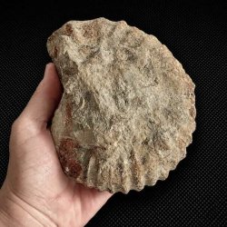 Bagsiden af �gte ammonit fossil fra Madagaskar med bevarede fossile strukturer og naturlig stenmatrix.