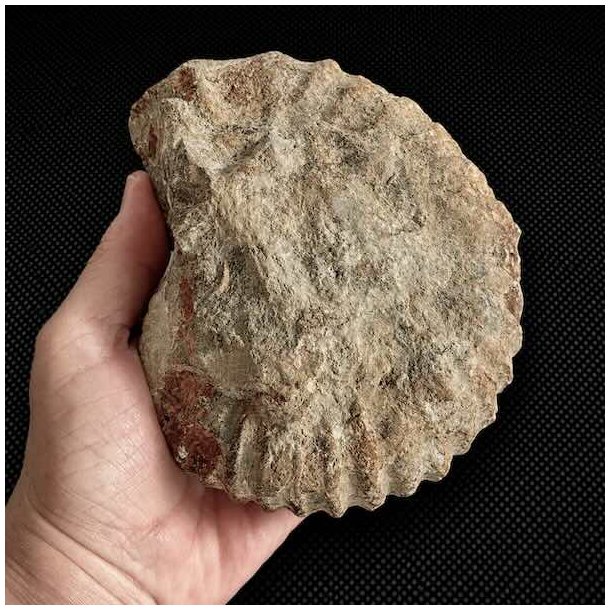 Bagsiden af �gte ammonit fossil fra Madagaskar med bevarede fossile strukturer og naturlig stenmatrix.