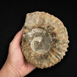 Bagside af �gte ammonit fossil fra Madagaskar med synlige fossile kamre, naturlige m�nstre og unikke strukturer.