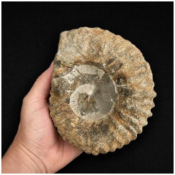Bagside af �gte ammonit fossil fra Madagaskar med synlige fossile kamre, naturlige m�nstre og unikke strukturer.