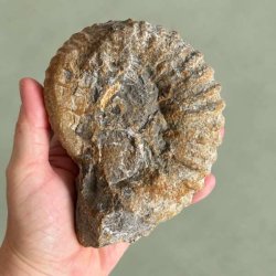 Bagside af et 902 gram tungt Douvilleiceras ammonit fossil holdt i h�nden, med fokus p� de r�, naturlige detaljer og kraftige ribber.