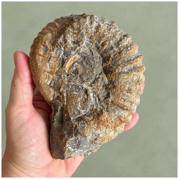 Bagside af et 902 gram tungt Douvilleiceras ammonit fossil holdt i h�nden, med fokus p� de r�, naturlige detaljer og kraftige ribber.