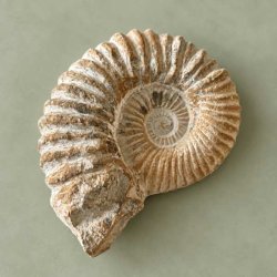 Stor forstening af en Douvilleiceras ammonit med tydelig spiralstruktur og velbevarede takker, fotograferet p� en gr�n baggrund.