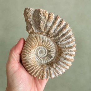 �gte forhistorisk Douvilleiceras ammonit fossil fra Madagaskar holdt i en h�nd for at vise st�rrelsen p� den store spiralskal.