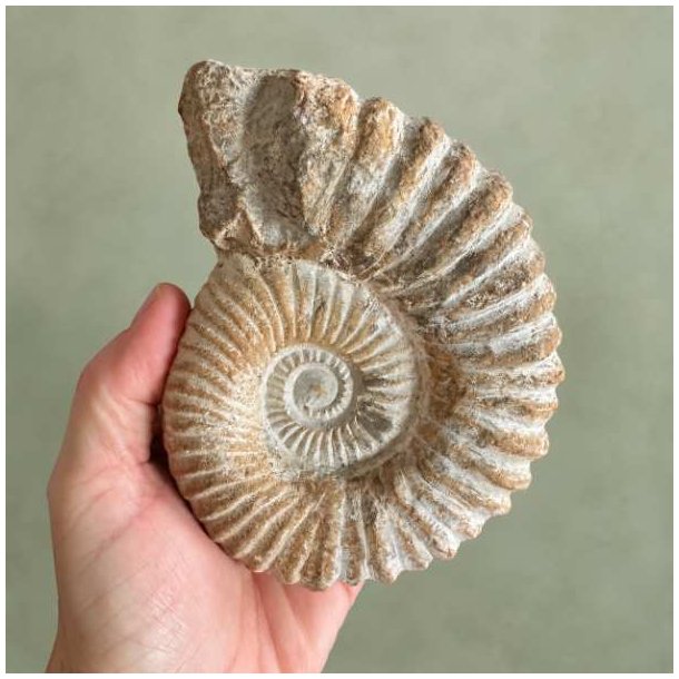 �gte forhistorisk Douvilleiceras ammonit fossil fra Madagaskar holdt i en h�nd for at vise st�rrelsen p� den store spiralskal.
