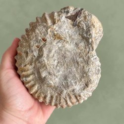 Bagsiden af et unika Douvilleiceras ammonit fossil holdt i h�nden, med fokus p� den naturlige forstening og de r�, takkede ribber.