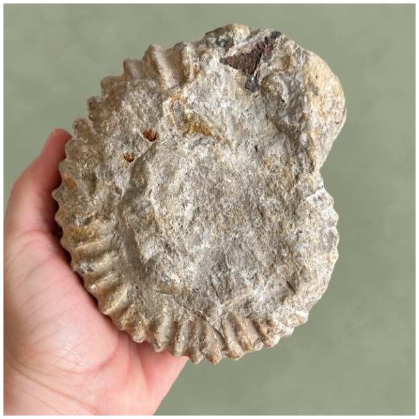 Bagsiden af et unika Douvilleiceras ammonit fossil holdt i h�nden, med fokus p� den naturlige forstening og de r�, takkede ribber.
