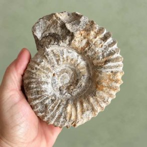 Forsiden af et �gte Douvilleiceras ammonit fossil fra Madagaskar holdt i en h�nd for at vise st�rrelsen p� den store spiralskal.