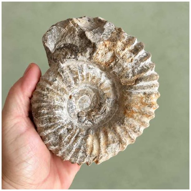 Forsiden af et �gte Douvilleiceras ammonit fossil fra Madagaskar holdt i en h�nd for at vise st�rrelsen p� den store spiralskal.