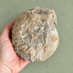 R� og ubehandlet bagside af en forhistorisk Douvilleiceras ammonit holdt i h�nden, der viser de naturlige mineralaflejringer og geologiske detaljer.