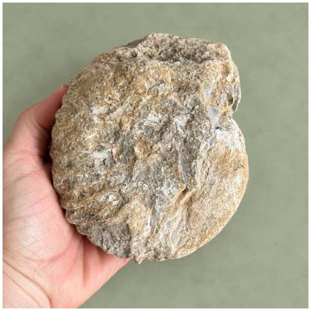 R� og ubehandlet bagside af en forhistorisk Douvilleiceras ammonit holdt i h�nden, der viser de naturlige mineralaflejringer og geologiske detaljer.