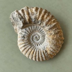 Velbevaret og unika ammonit fossil fra kridttiden med en flot, markeret spiralskal og kraftige takker fotograferet p� en d�mpet gr�n baggrund.