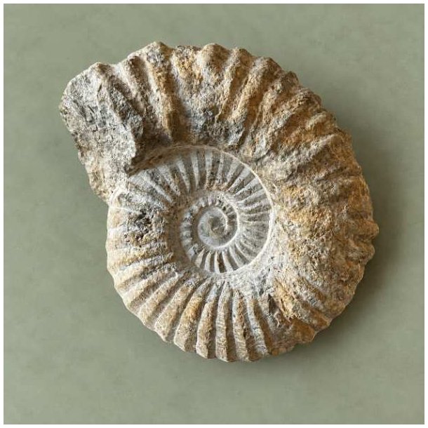 Velbevaret og unika ammonit fossil fra kridttiden med en flot, markeret spiralskal og kraftige takker fotograferet p� en d�mpet gr�n baggrund.