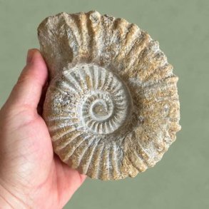 Profil af et �gte Douvilleiceras ammonit fossil fra Madagaskar holdt i h�nden, med fokus p� den dybe spiralstruktur og de tydelige ribber.
