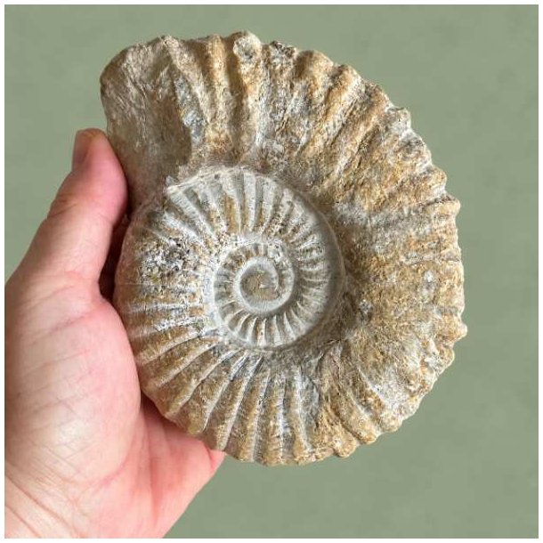 Profil af et �gte Douvilleiceras ammonit fossil fra Madagaskar holdt i h�nden, med fokus p� den dybe spiralstruktur og de tydelige ribber.