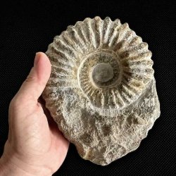 Stor ammonit fossil holdt i h�nden som st�rrelsesreference &ndash; �gte fossil fra Madagaskar med kraftige ribber.