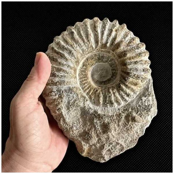 Stor ammonit fossil holdt i h�nden som st�rrelsesreference &ndash; �gte fossil fra Madagaskar med kraftige ribber.