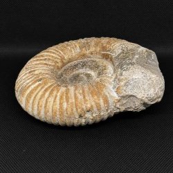 Stor ammonit fossil fra Madagaskar med markante ribber, velbevaret spiral og karakteristiske strukturer fra Kridttiden.